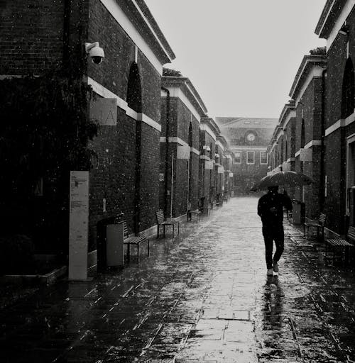 Fotos de stock gratuitas de lluvia, mal tiempo, mono