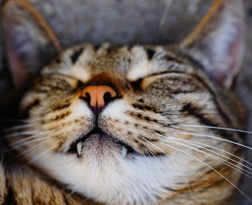 Close Up Photo of Cat
