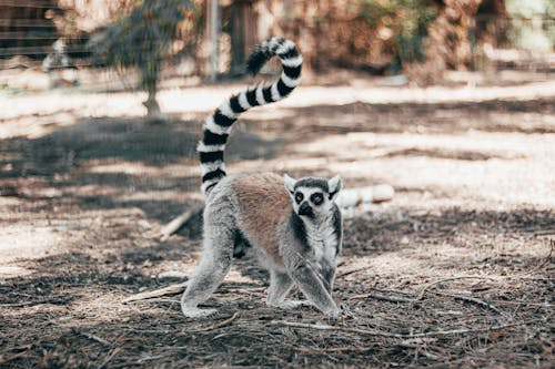 Flaches Fokusfoto Von Lemur, Der Auf Boden Geht