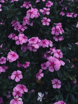 Vibrant pink periwinkle flowers with dewdrops in a lush garden setting.