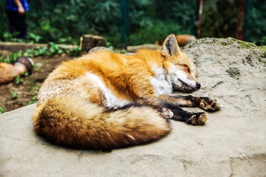 Fox Sdraiato Sulla Roccia