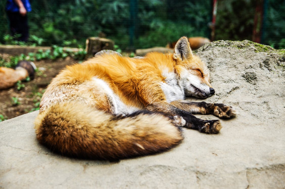 a fox dream