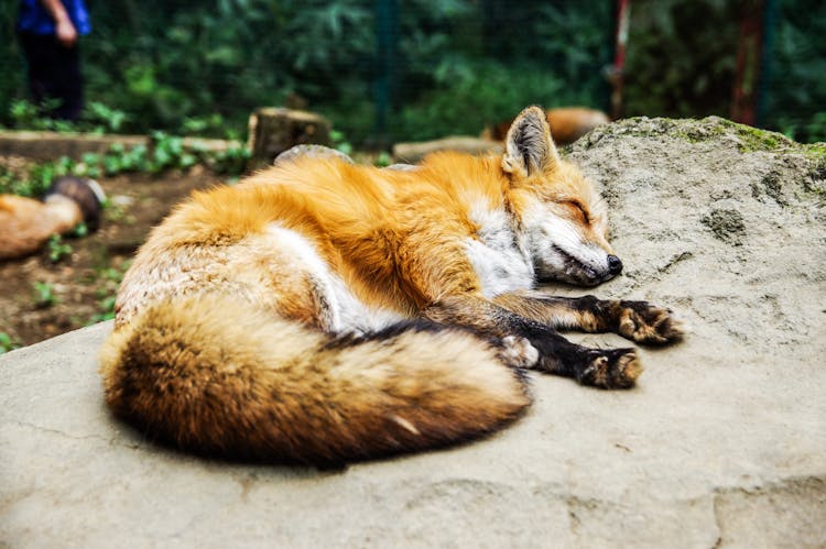 Fox Lying On Rock