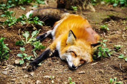 Free Red Fox Lying on Ground Stock Photo