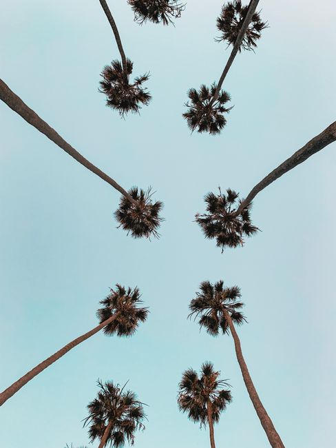 Low angle view of tall palm trees reaching into a clear blue sky, capturing a tropical vibe.