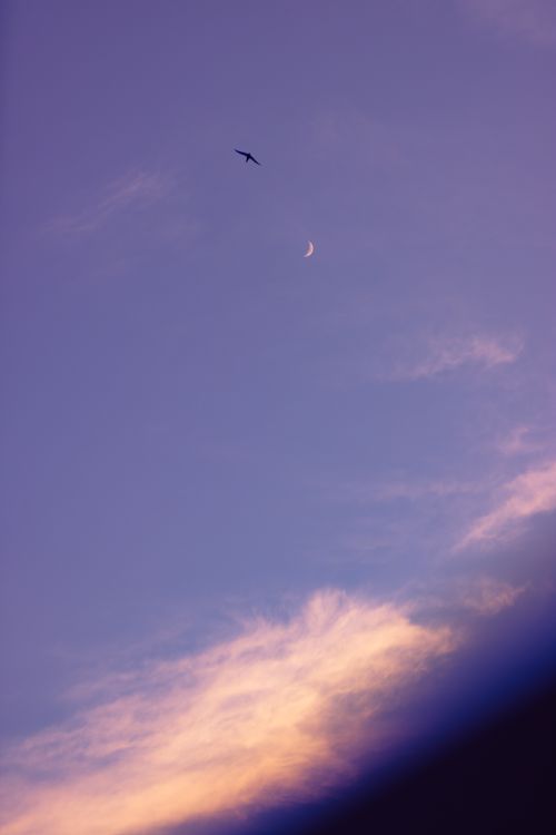 Free Silhouette of bird flying over colorful twilight sky with moon visible. Stock Photo