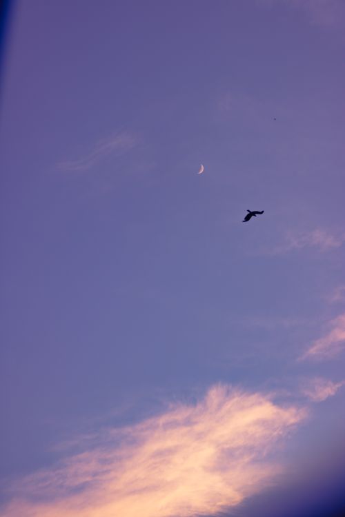 Free A serene dusk sky featuring a silhouette of an airplane and a crescent moon amidst clouds. Stock Photo