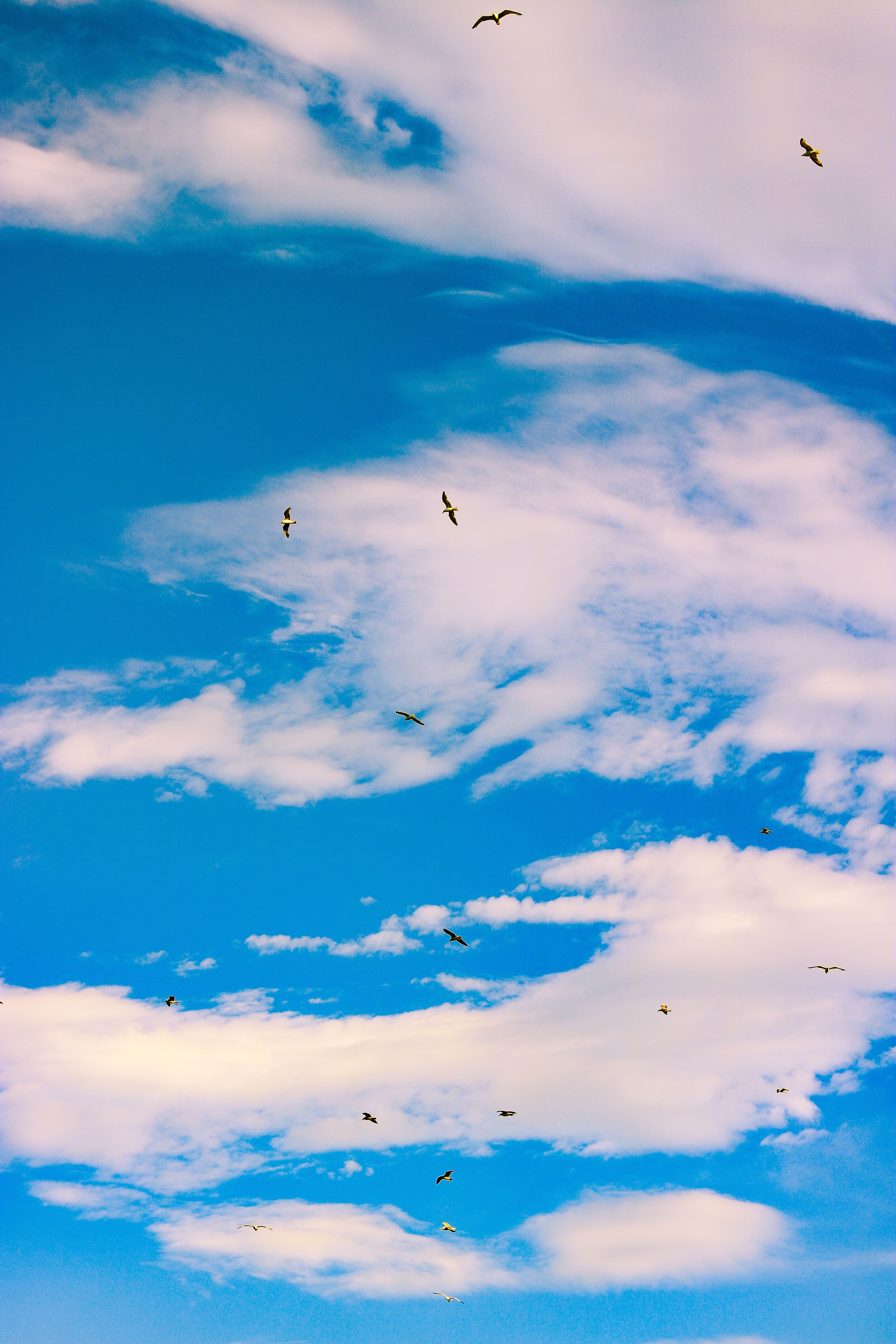 A flock of birds flying in the sky · Free Stock Photo