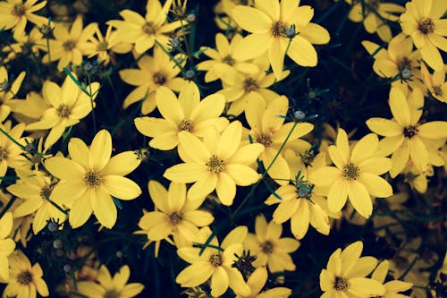 黄色の花びらの花