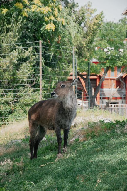 Wild waterbuck captured in a sunny rural setting in Hungary, showcasing natural wildlife in a countryside environment.