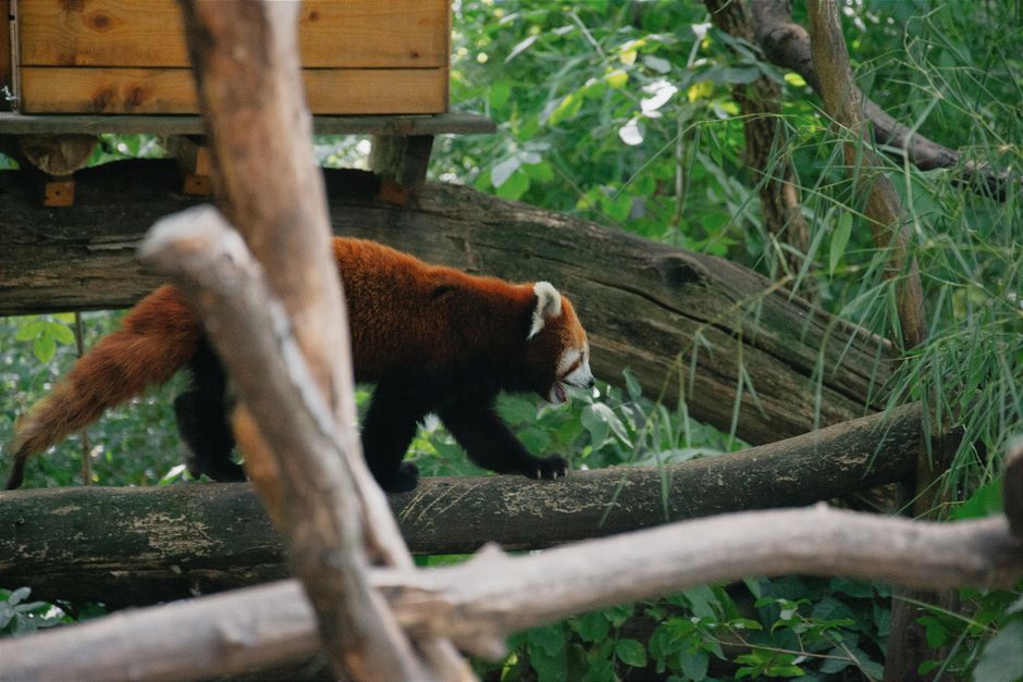 Fotomural Un encantador panda rojo explorando su exuberante hábitat verde en el Zoológico de Budapest.
