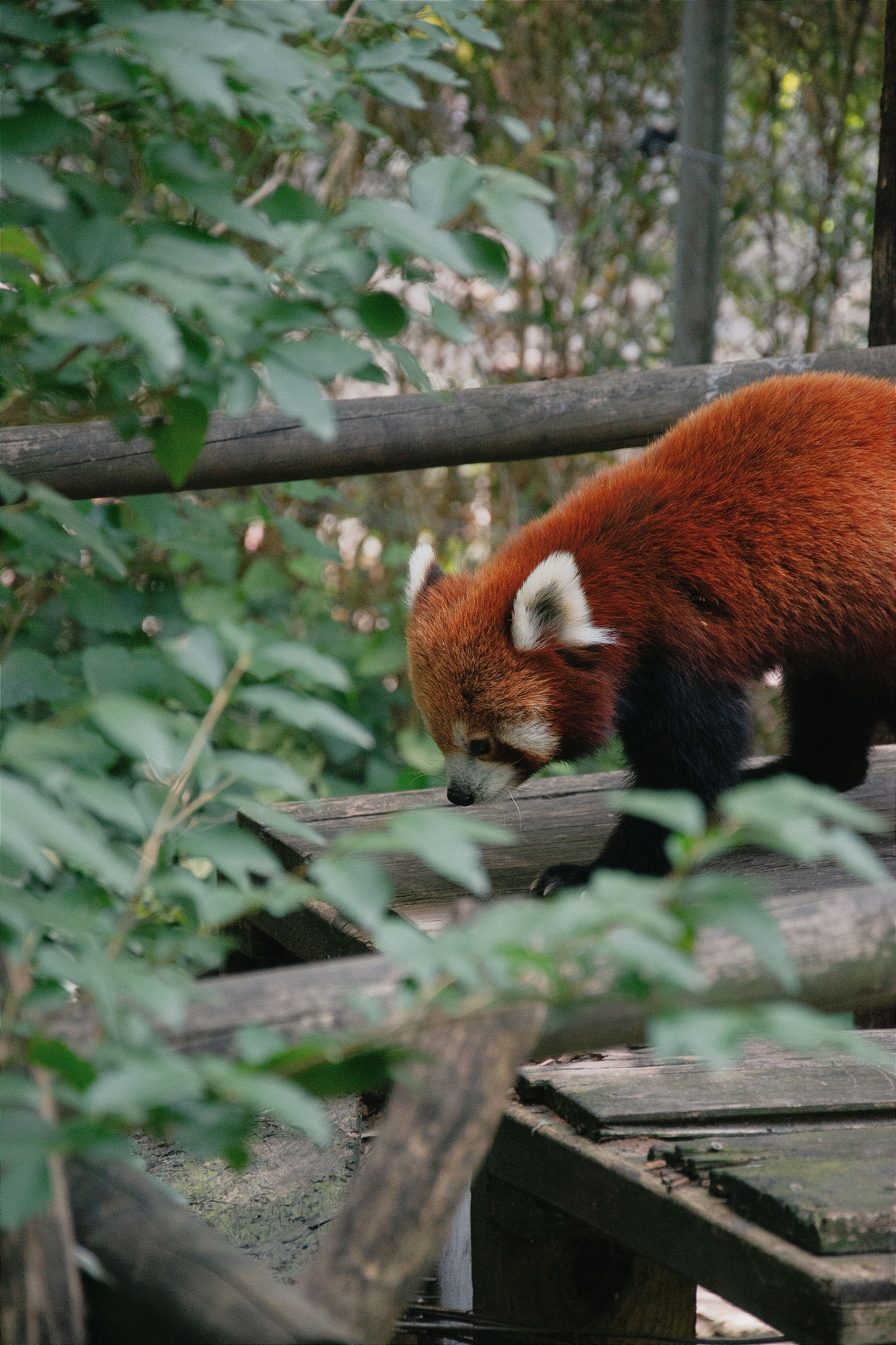 Fotomural Un panda rojo explorando un entorno verde exuberante en un zoológico de Hungría, mostrando su pelaje vibrante y naturaleza cautivadora.