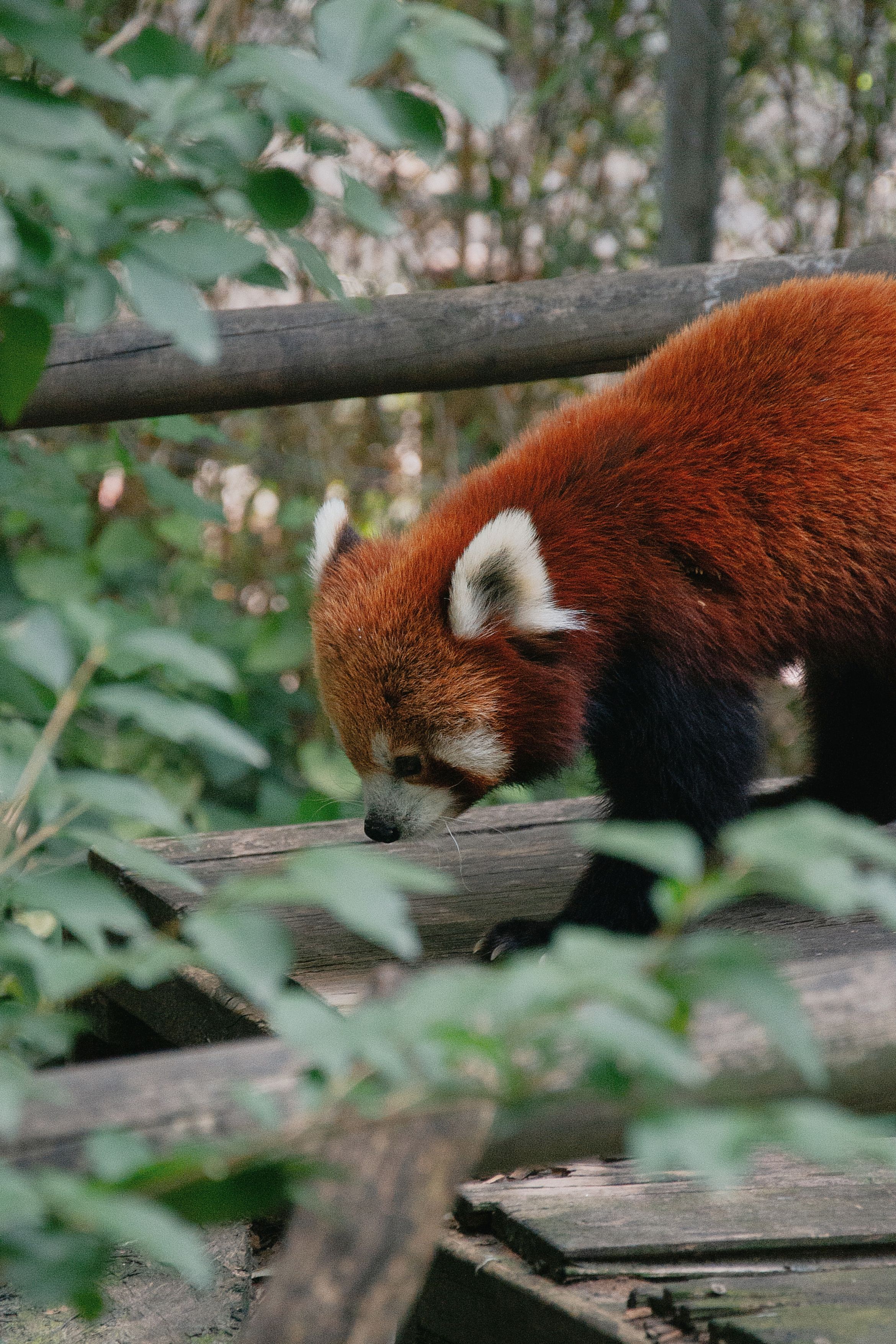 A red panda walking on a wooden bridge · Free Stock Photo