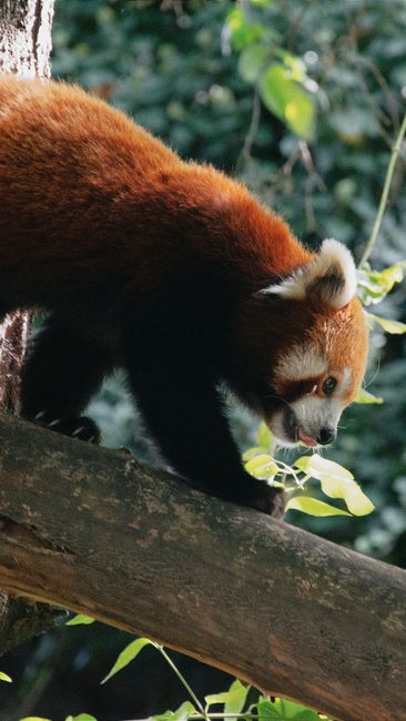 Fotomural Un cautivador panda rojo caminando sobre una rama en un entorno forestal exuberante, destacando su hábitat natural.
