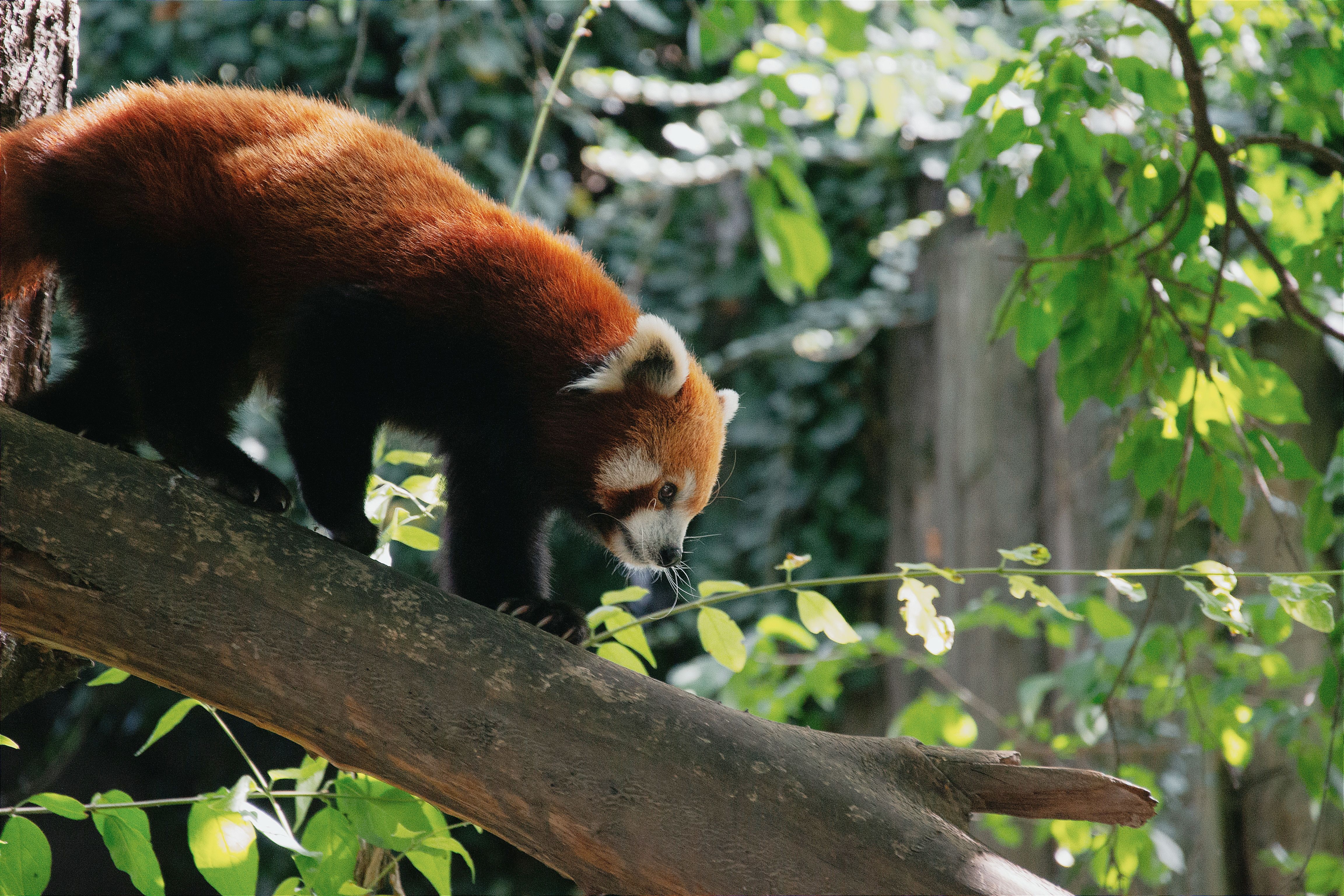 Close-up of a Red Panda Walking on a Tree · Free Stock Photo