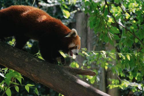 Free A vibrant red panda climbs a tree branch in a lush outdoor setting, capturing the essence of wildlife. Stock Photo