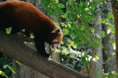 Free A charming red panda climbs skillfully through a lush, green forest in Hungary. Stock Photo