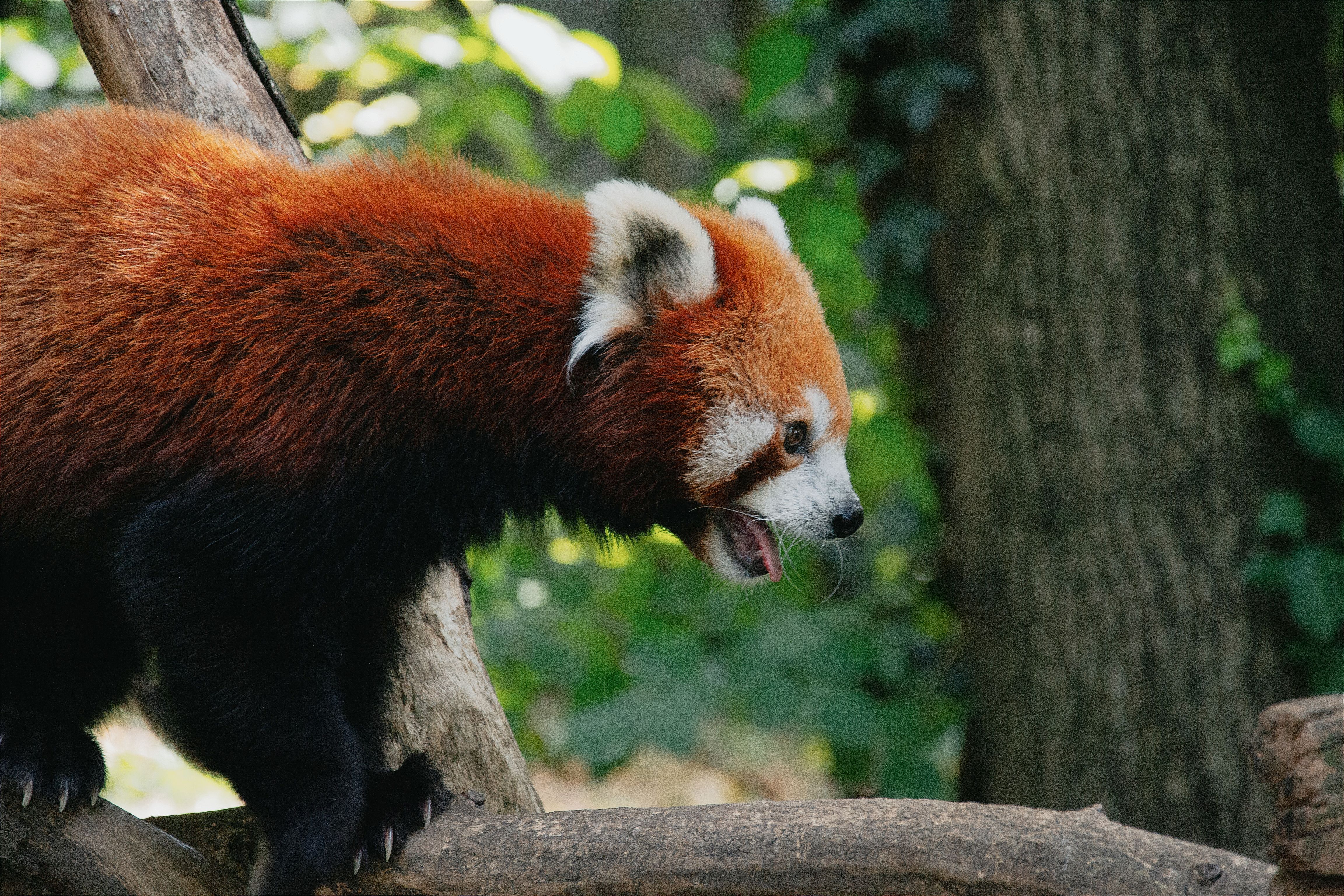 Red Panda in Nature · Free Stock Photo