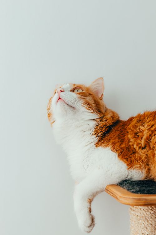 Free Portrait of a ginger and white cat looking up with curiosity on a scratch post. Stock Photo