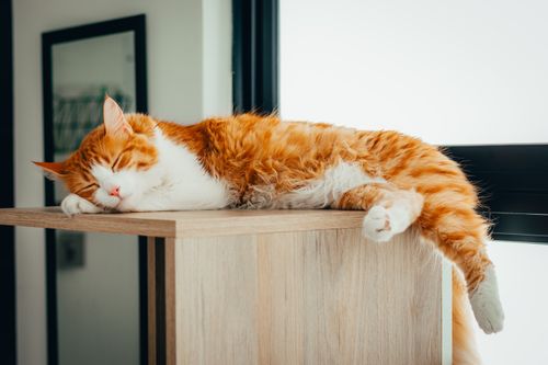 Free Charming ginger cat rests on a wooden shelf indoors, enjoying a peaceful nap. Perfect domestic pet moment. Stock Photo
