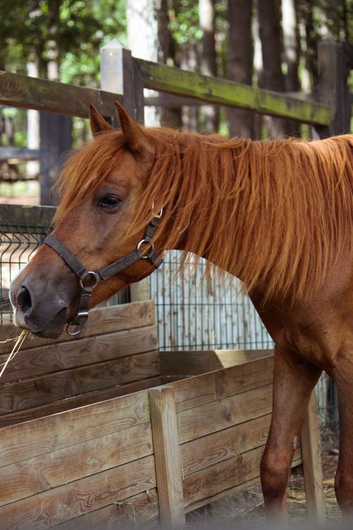 Free Portrait of a chestnut horse in a rural wooden stable setting outdoors. Stock Photo