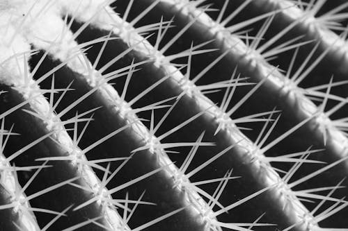 From above black and white closeup of sharp big thorns on cactus plant