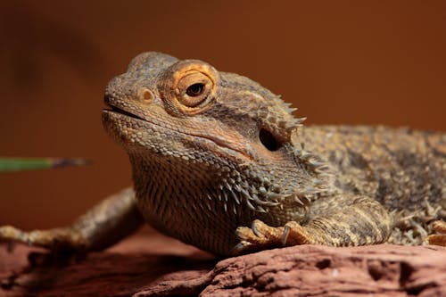 Bearded dragon on brown background