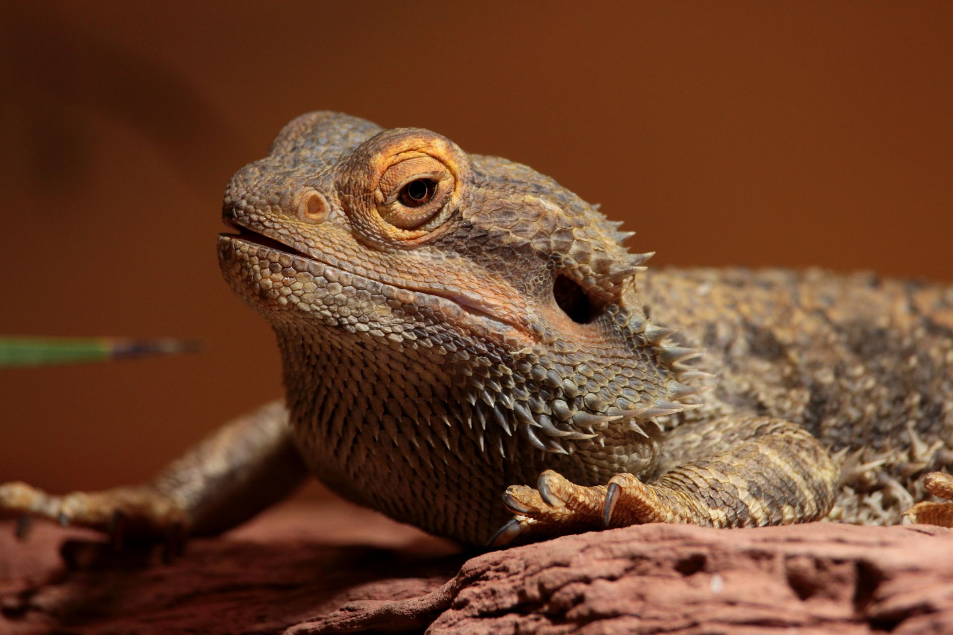 Bearded dragon on brown background