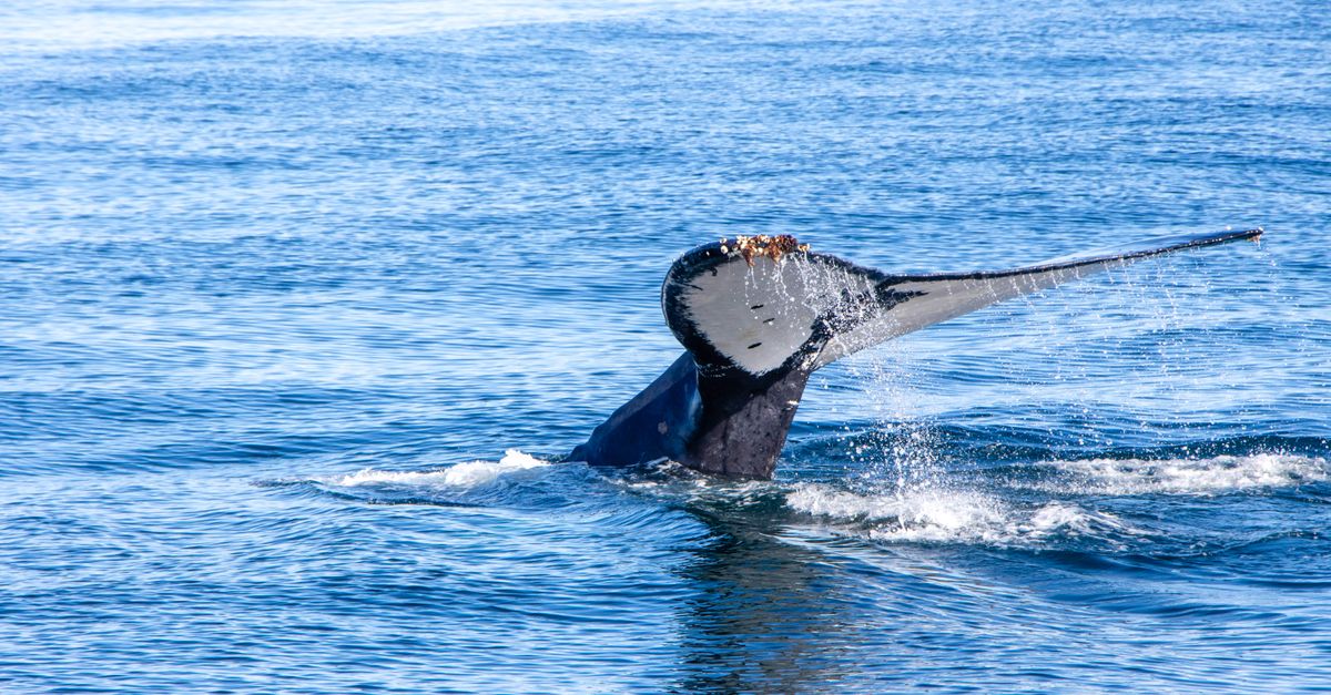 A majestic humpback whale s tail splashes in the vibrant blue waters of Gansbaai, South Africa.