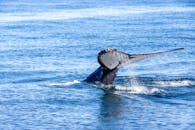 View of a Whales Tail Emerging from the Ocean
