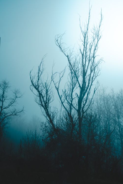 Free Eerie winter landscape of barren trees shrouded in fog in Budapest, Hungary at dawn. Stock Photo