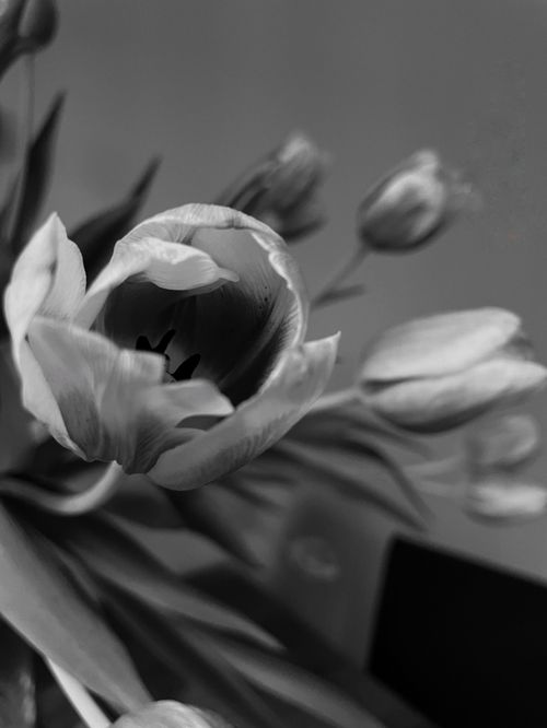 Free A stunning black and white photograph of tulips in bloom, evoking elegance and romance. Stock Photo