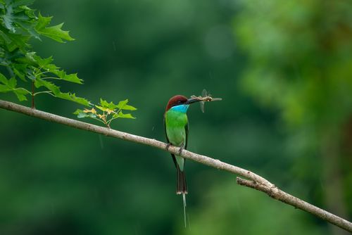 Free Bee-eater bird resting on a branch in a lush green forest holding an insect. Stock Photo