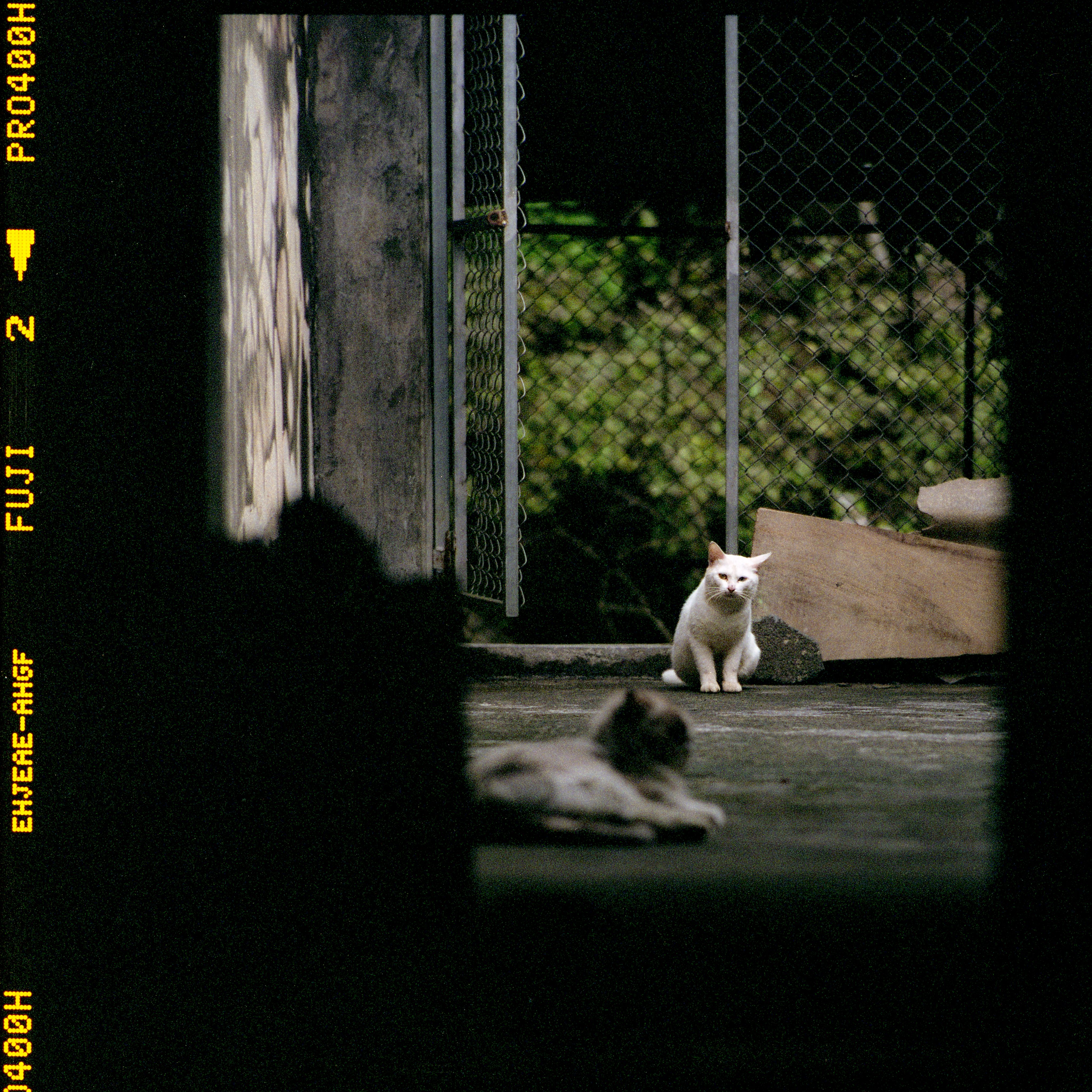 A pair of street cats lounging in an alleyway, one sitting alert while the other rests.