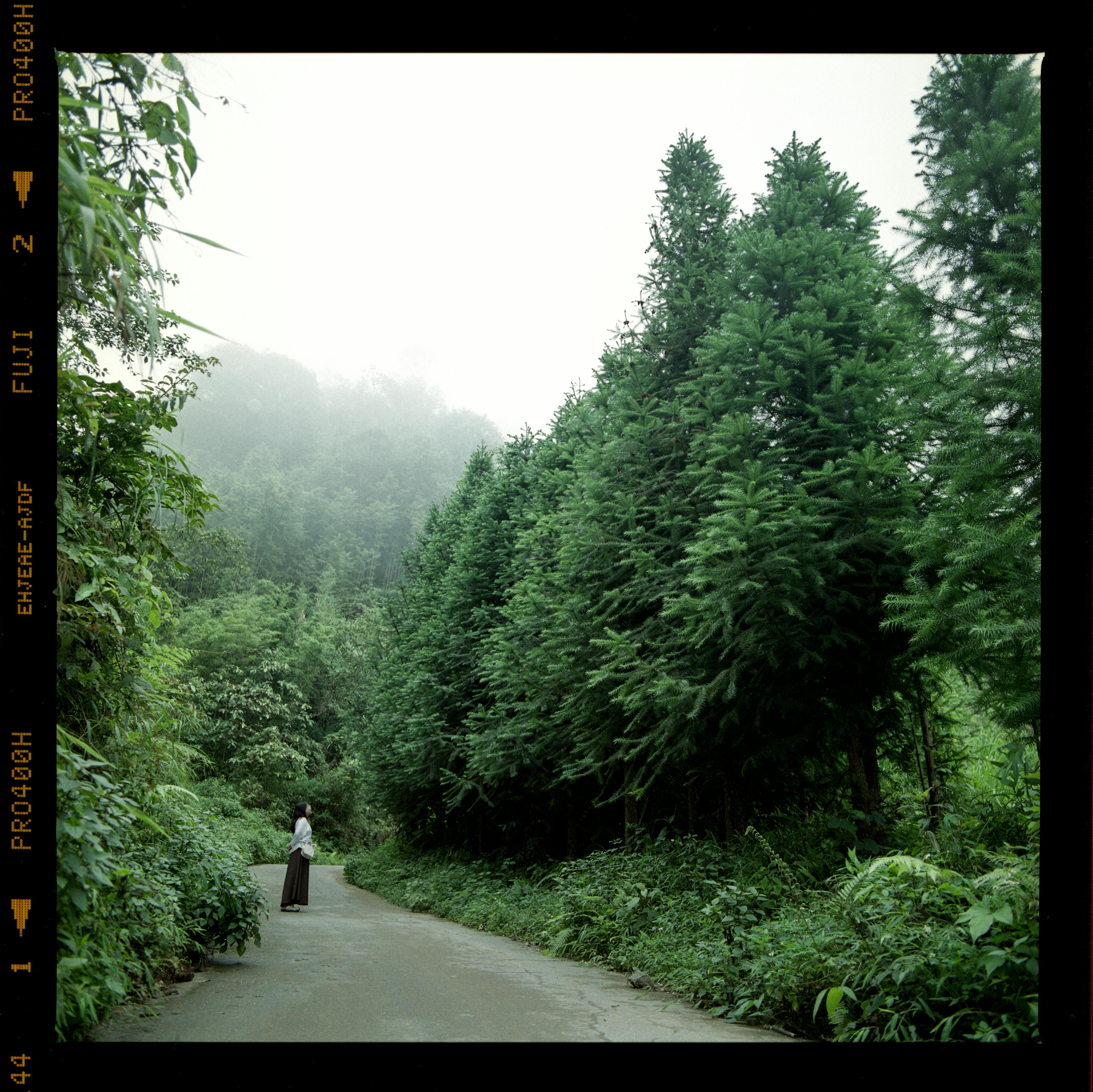 Woman walking on a misty forest road surrounded by tall green trees, creating a serene rural scene.