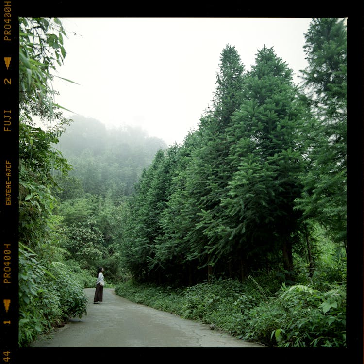 Forest Bathing: A Gateway to Holistic Health and Environmental Awareness thumbnail