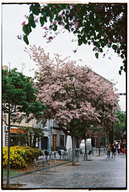 A vibrant city street lined with blooming trees captures the essence of urban springtime beauty.