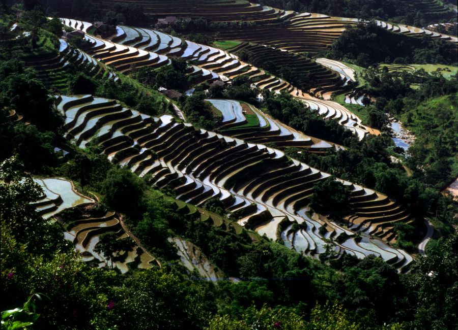 Aerial view of terraced rice fields in a green valley, capturing the beauty of nature's patterns.