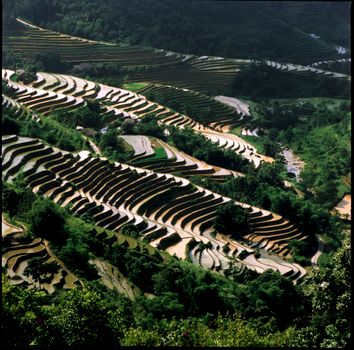 Majestic rice terraces carving through lush green landscapes under sunny skies.