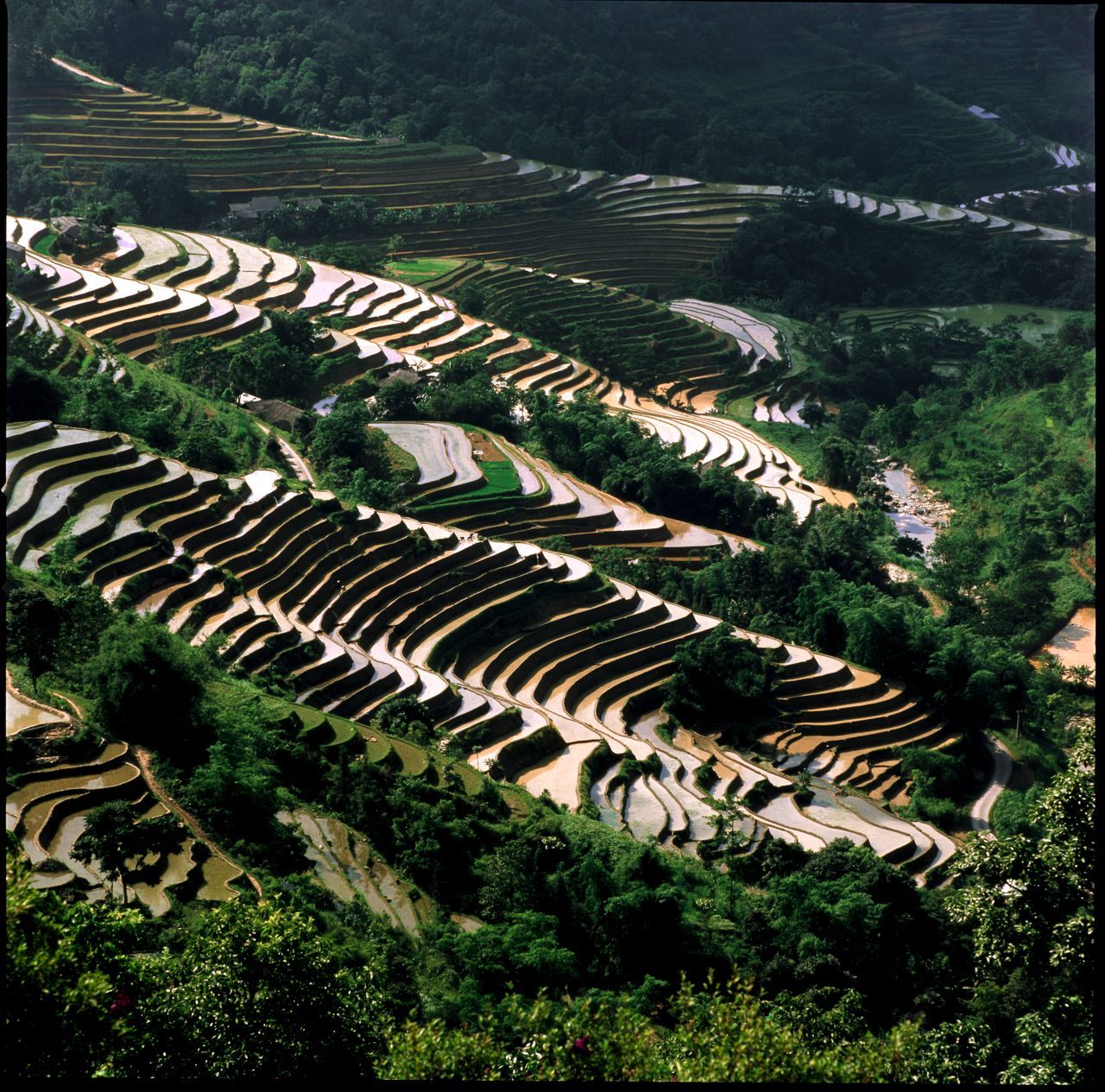 majestic rice terraces carving through lush green landscapes under sun