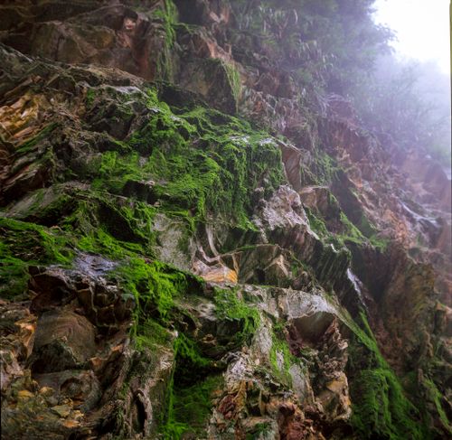 Free Dramatic moss-covered cliff with fog lending a mysterious atmosphere to this lush rock formation. Stock Photo