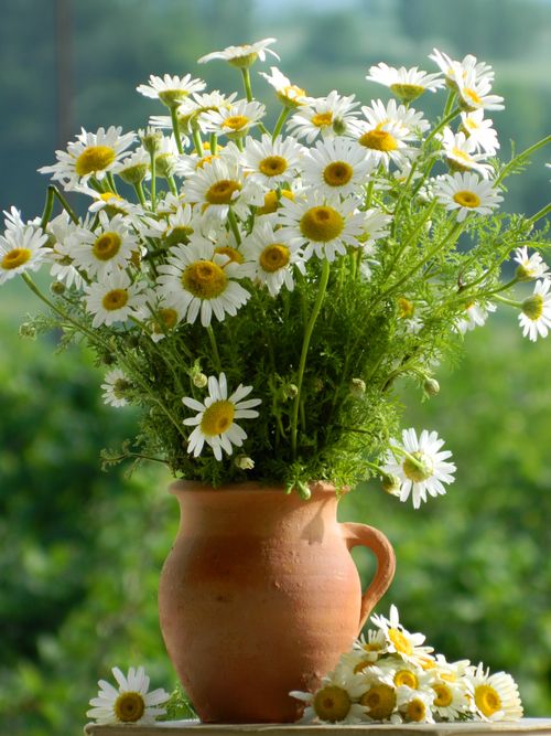Free A rustic clay vase filled with fresh chamomile flowers, capturing the essence of summer's natural beauty. Stock Photo