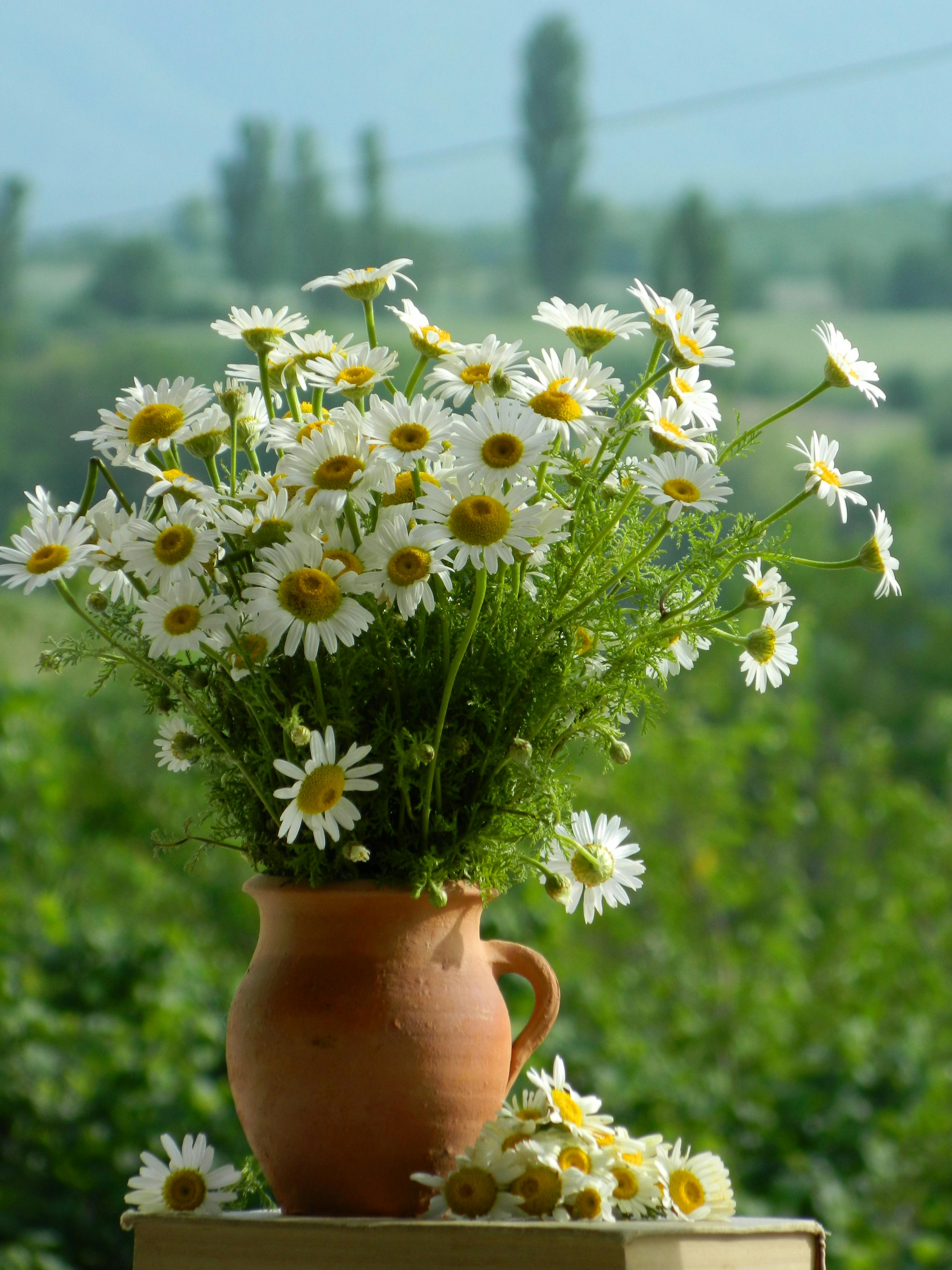 A lush bouquet of chamomile flowers in a rustic clay vase set against a serene outdoor backdrop.