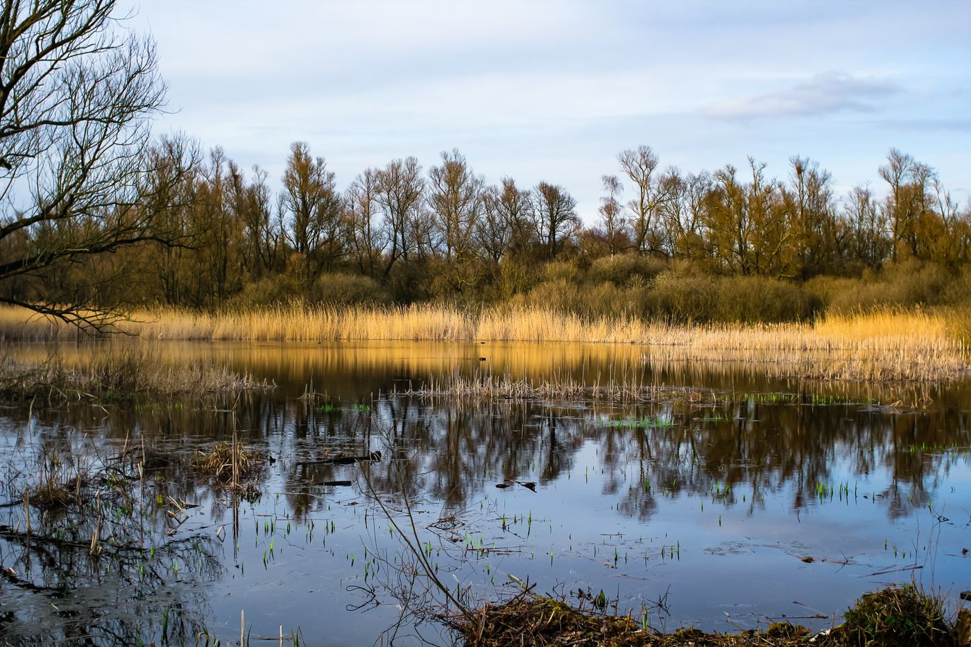 An autumn lake scene with golden reeds and tree reflections