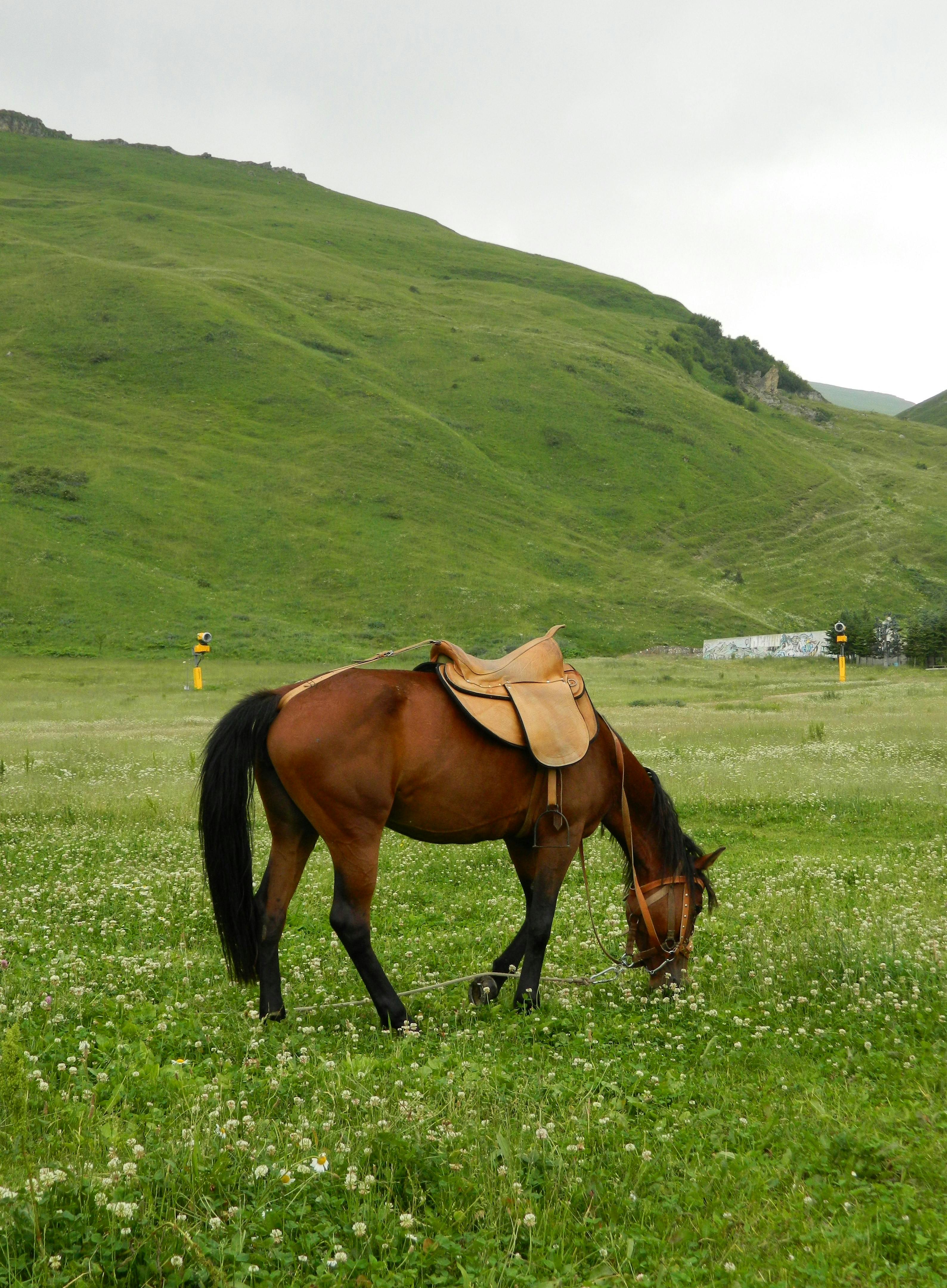A solitary horse with a saddle grazing peacefully in a lush, green valley under overcast skies.