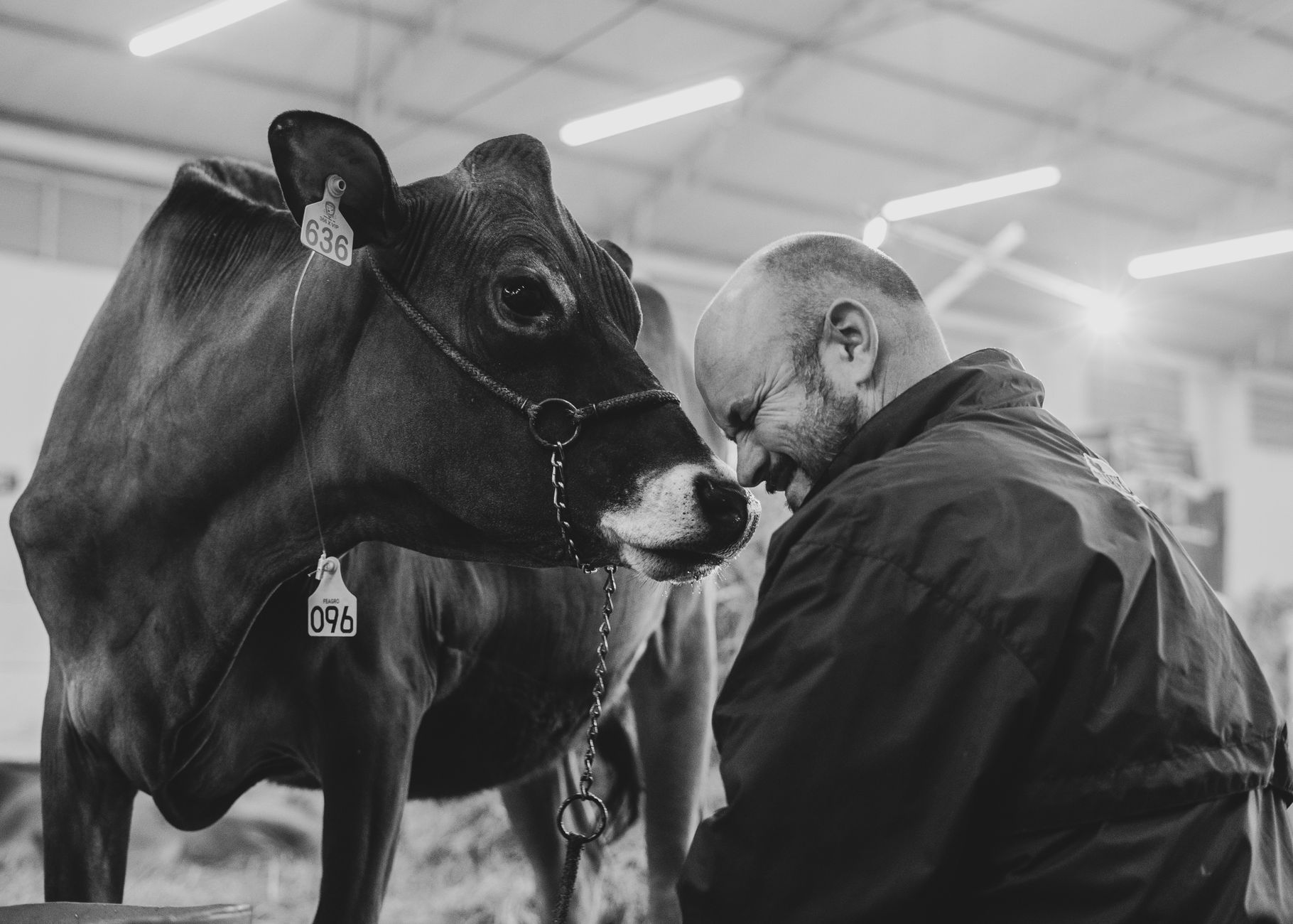Veterinarian examining a cow during a checkup