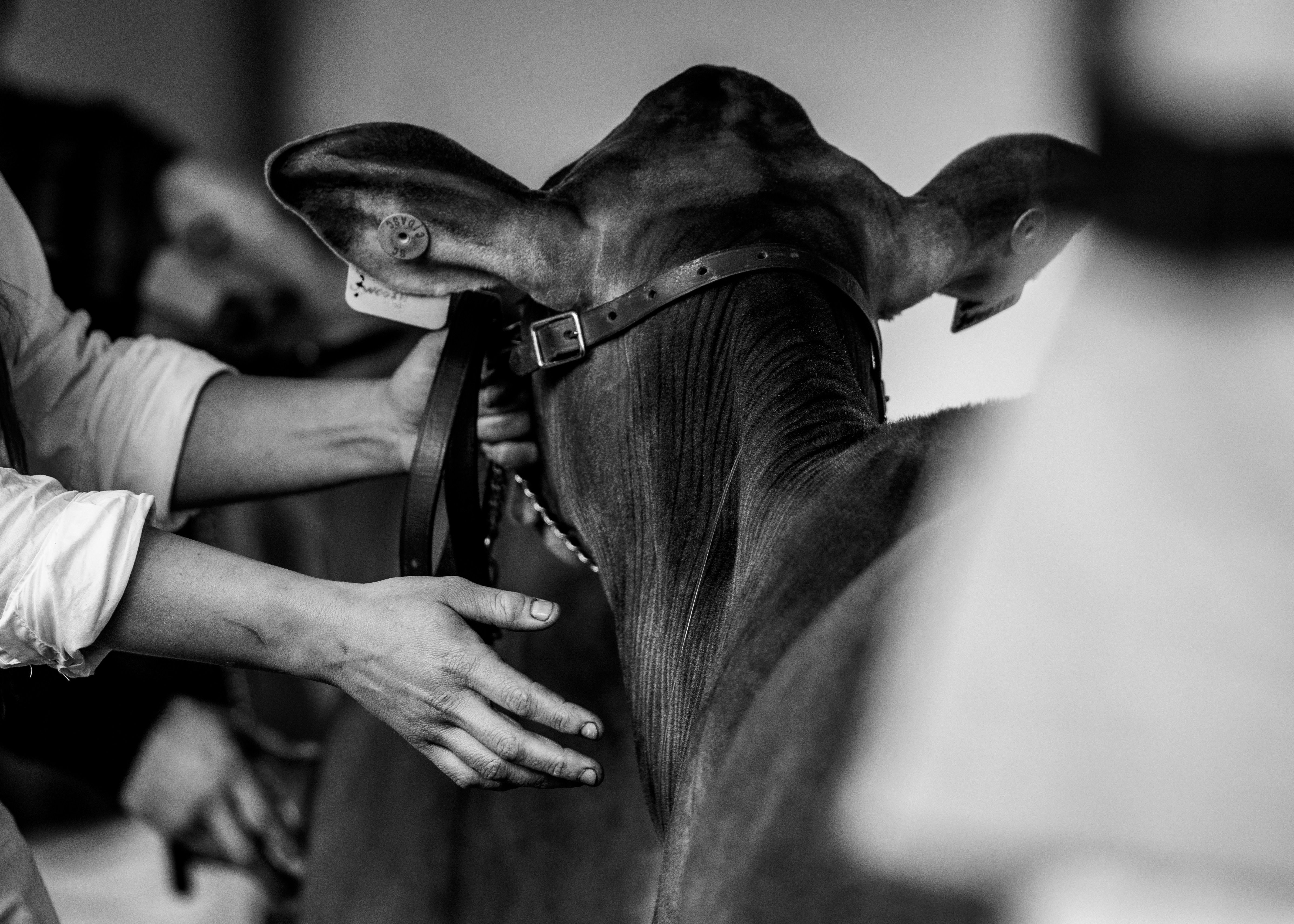 Veterinarian examining a cow during a checkup