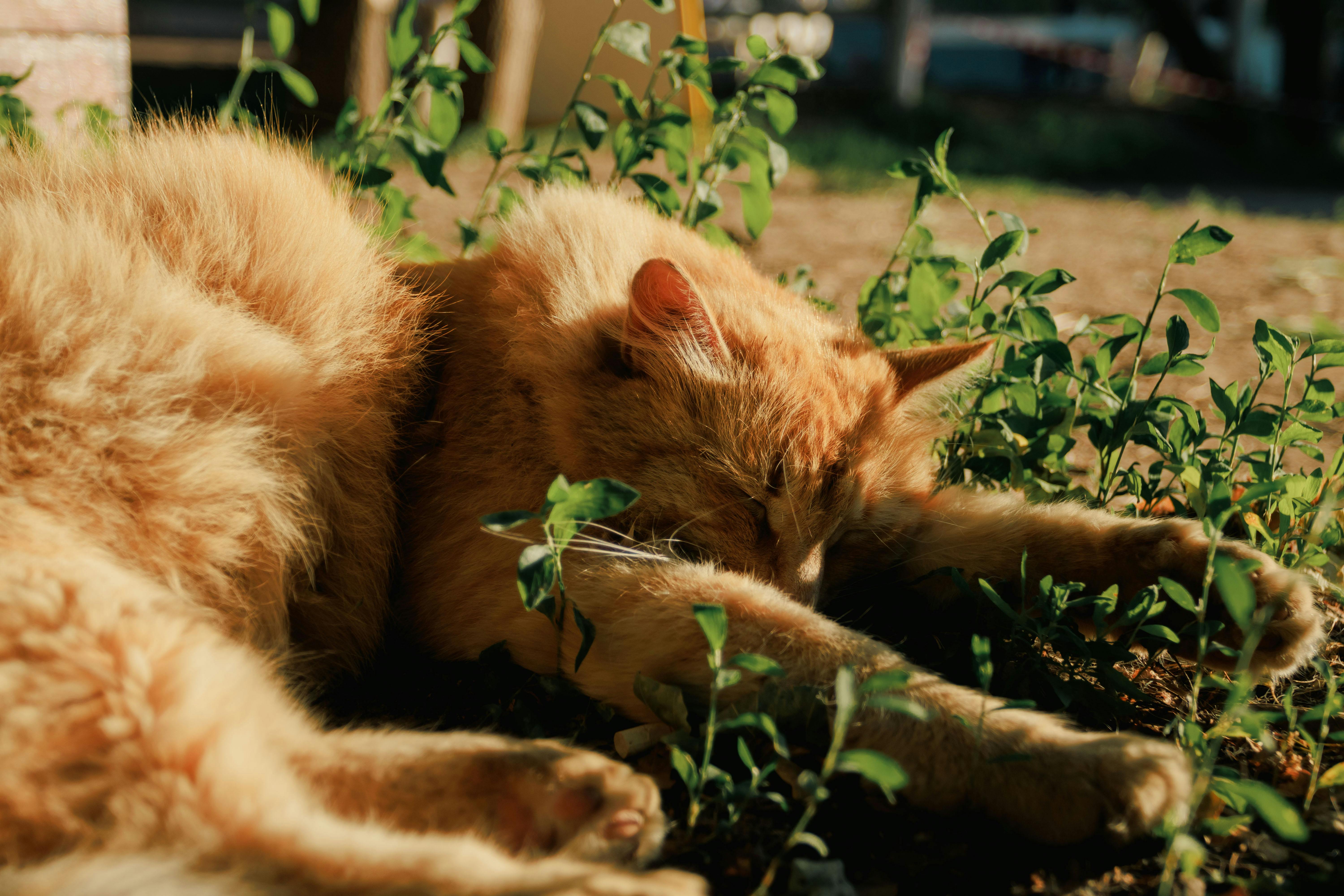 Serene ginger cat stretched out among greenery, enjoying the warm sunlight outdoors.