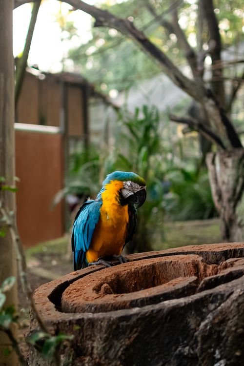 Free Bright blue and yellow parrot perched on a log in a lush tropical setting, showcasing vivid colors. Stock Photo