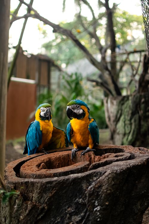 Free Two blue and yellow macaws perched on a tree stump in a lush outdoor setting. Stock Photo
